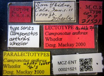 Media type: image;   Entomology 21521 Aspect: labels